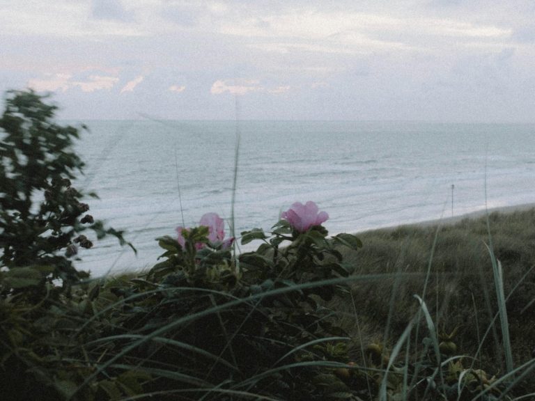 Blühende Pflanzen im Vordergrund, ruhiger Strand mit Wellen im Hintergrund.