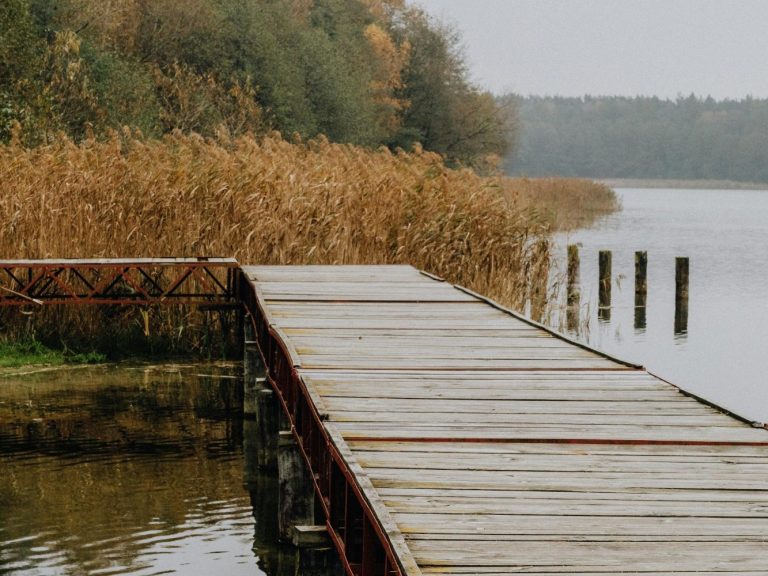 Ein Holzsteg am Wasser, umgeben von Schilf und bewaldetem Ufer.